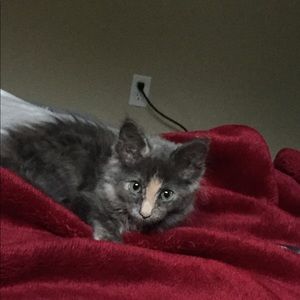 Meet your Posher, Gabi